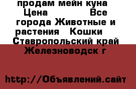 продам мейн куна › Цена ­ 15 000 - Все города Животные и растения » Кошки   . Ставропольский край,Железноводск г.